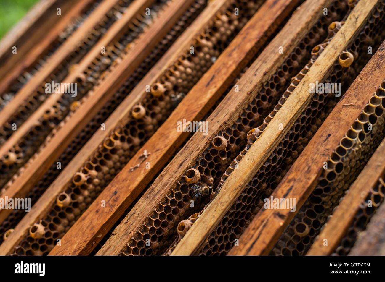 Close up view opened hive hi-res stock photography and images - Alamy