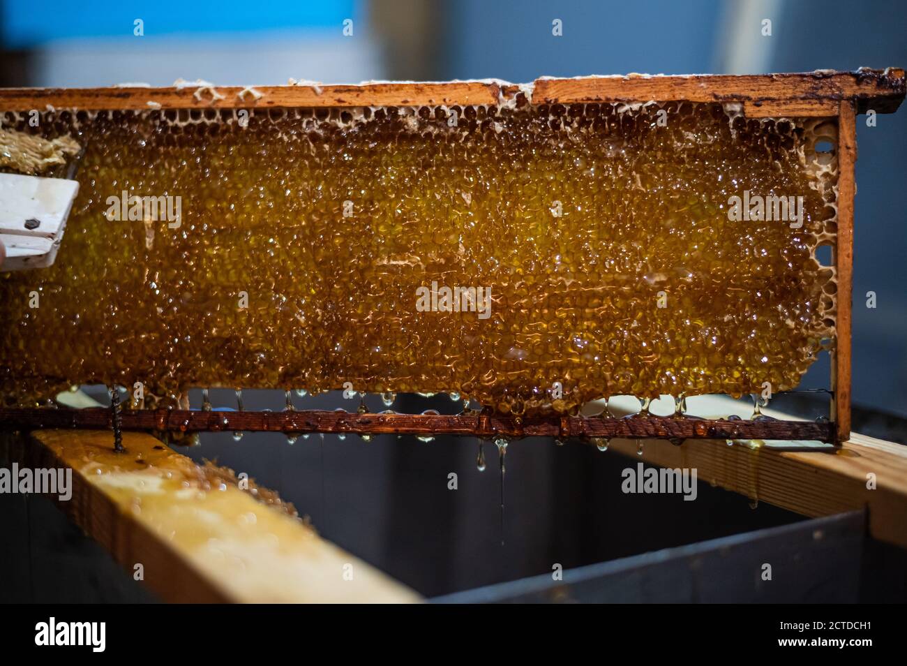 Hand using a scraper to clog honeycombs with honey in a frame. Beekeeper Unseal Honeycomb. Stock Photo