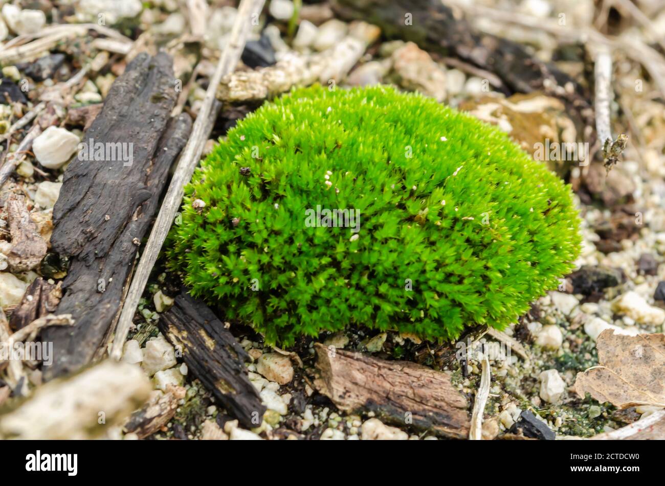 Cluster Of Green Carpet Moss Stock Photo
