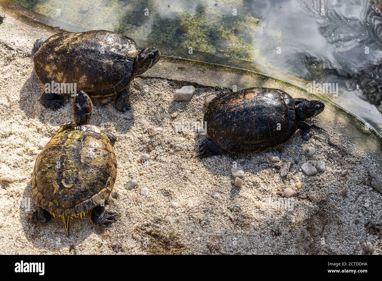 Close-up on three little turtles on the sand Stock Photo - Alamy