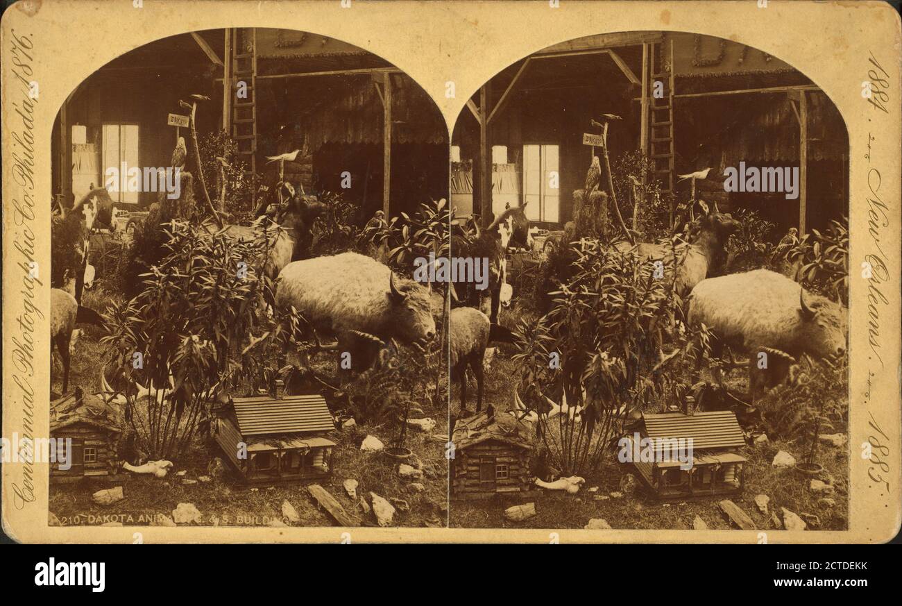 Dakota animals in the the Government and States building., still image, Stereographs, 1850 - 1930, Wilson, Edward L Stock Photo