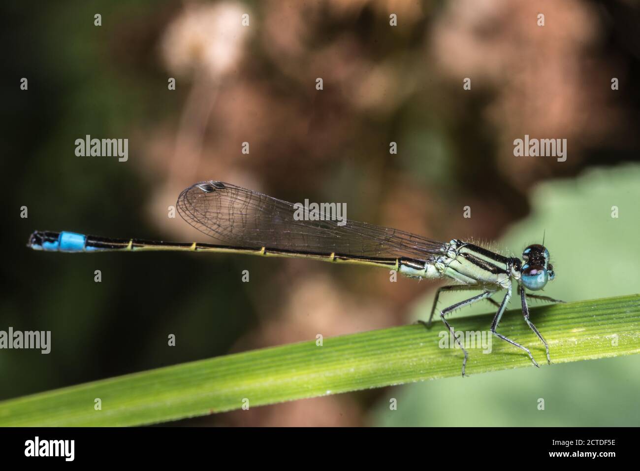 Selective focus shot of a dragonfly on a green leaf Stock Photo - Alamy