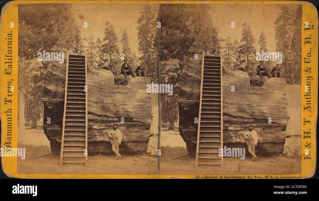 Section of the Original Big Tree, 92 ft. in circumference., still image, Stereographs, 1860 - 1874 Stock Photo