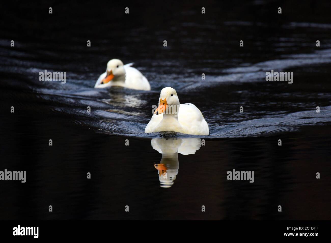 White ducks drifting across the dark waters of the Basingstoke Canal Stock Photo