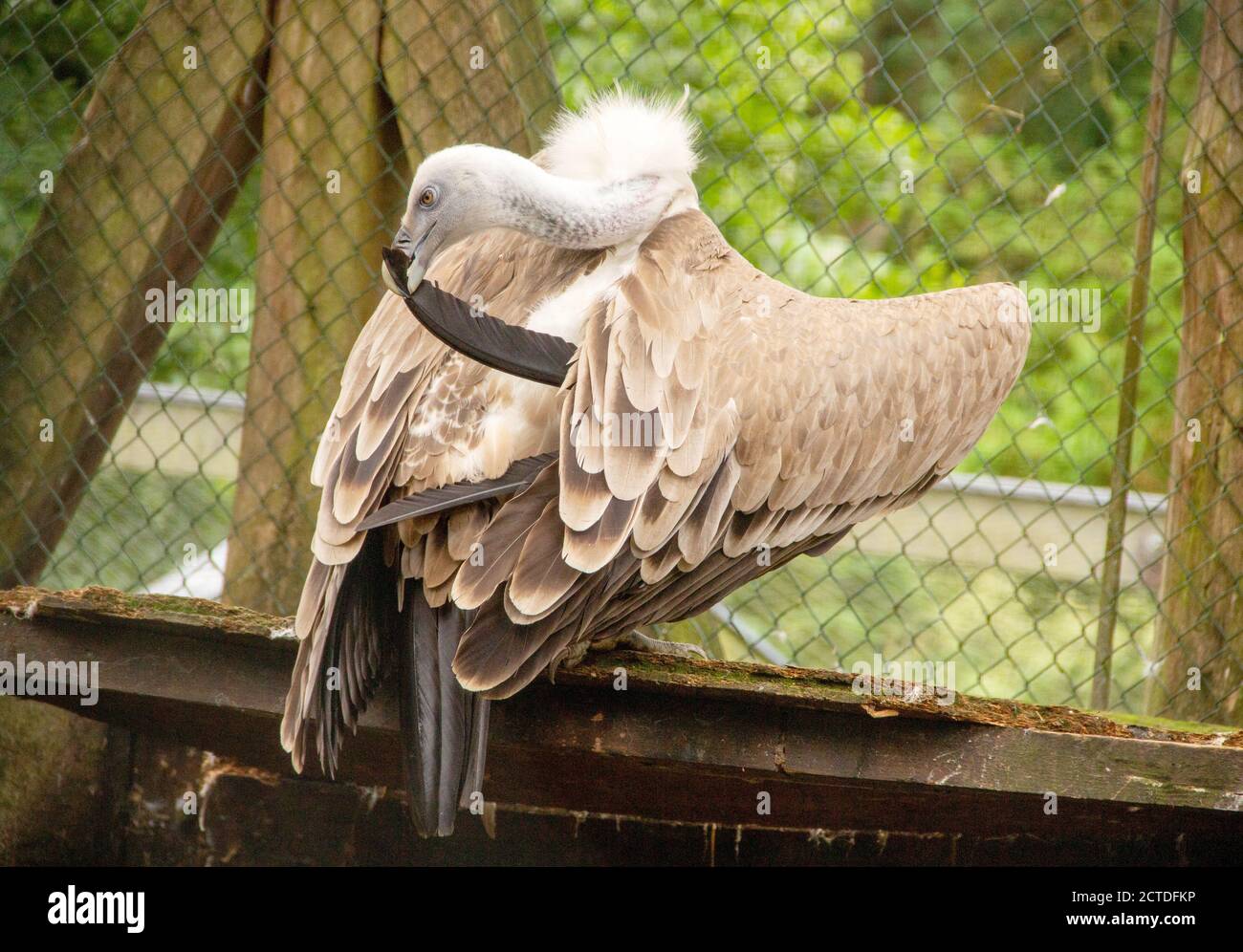 Cape vulture or Cape griffon, also known as Kolbe's vulture, is an Old World vulture in the family Accipitridae, latin Gyps coprotheres Stock Photo