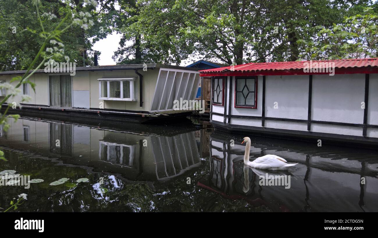 A swan glides past old boats converted into homes along the beautiful Basingstoke Canal in Surrey Stock Photo