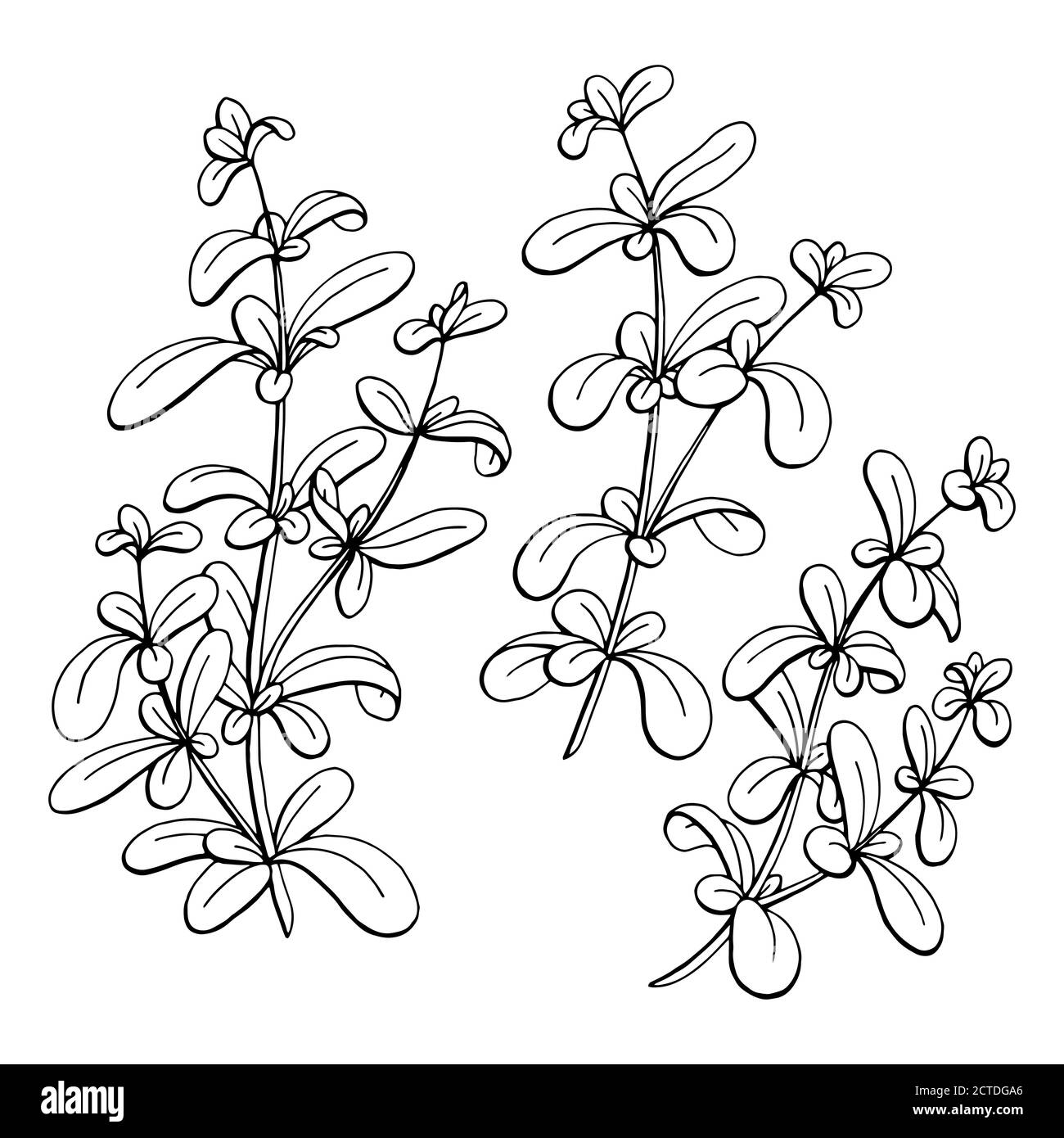 Marjoram graphic black white isolated sketch illustration vector Stock
