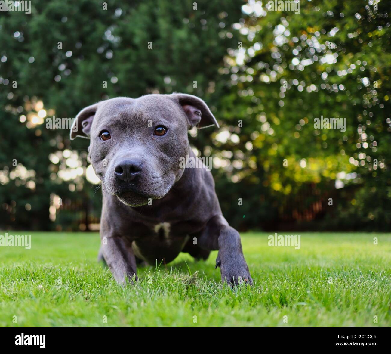 Adorable Blue Staffy in the Garden. The Staffordshire Bull Terrier is a British Breed of Short-Haired Terrier of Medium Size. Stock Photo