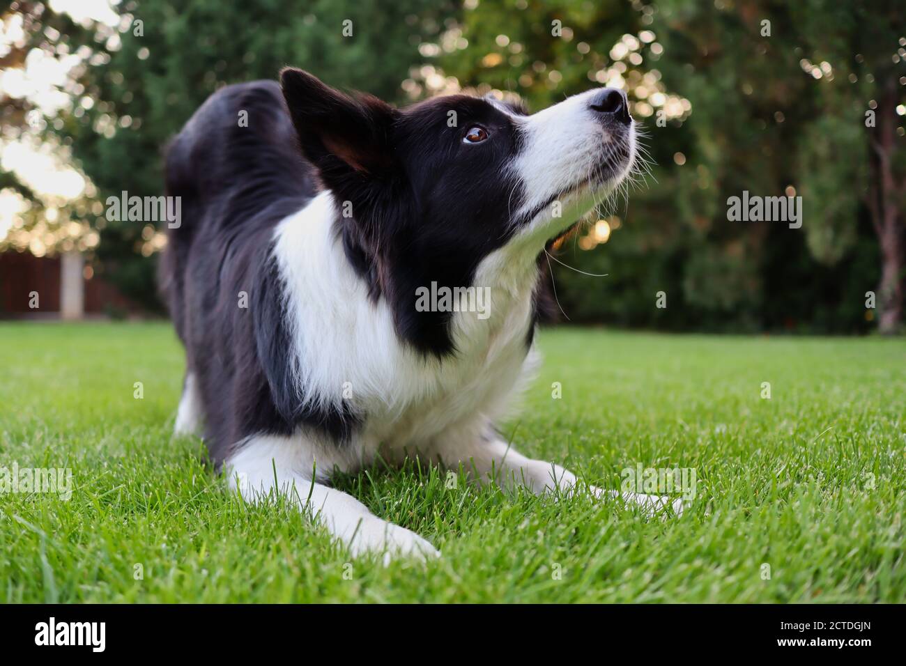 Closeup of Border Collie Training how to Bow in the Garden. Adorable Black and White Dog Trains