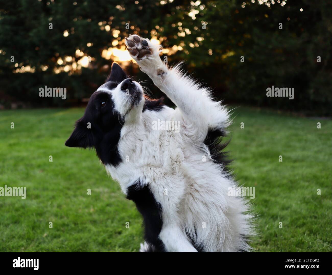 Close-up of Border Collie with Paw Up in the Garden. Cute Black and White Dog during Obedience Training. Stock Photo