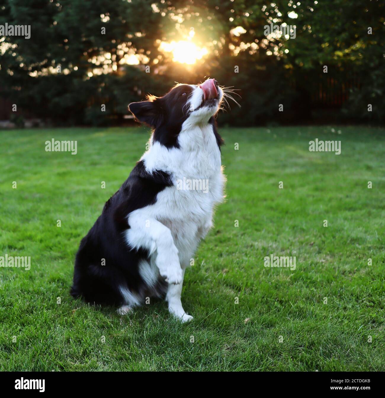 Black and White Border Collie Gives Paw in the Garden with Sunlight. Domestic Dog Trains Obedience. Stock Photo