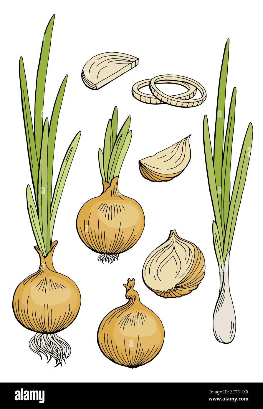 Onion graphic color isolated sketch illustration vector Stock Vector