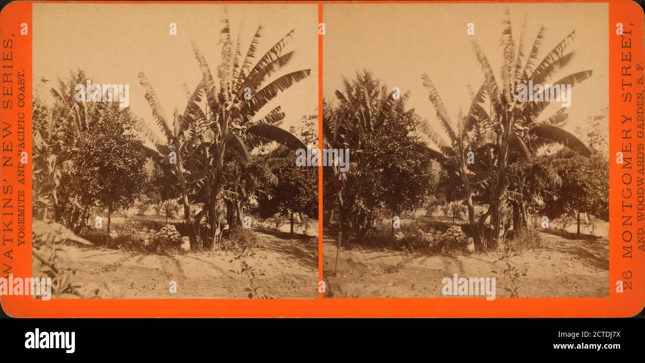 Plantain Tree., still image, Stereographs, 1880, Watkins, Carleton E. (1829-1916 Stock Photo