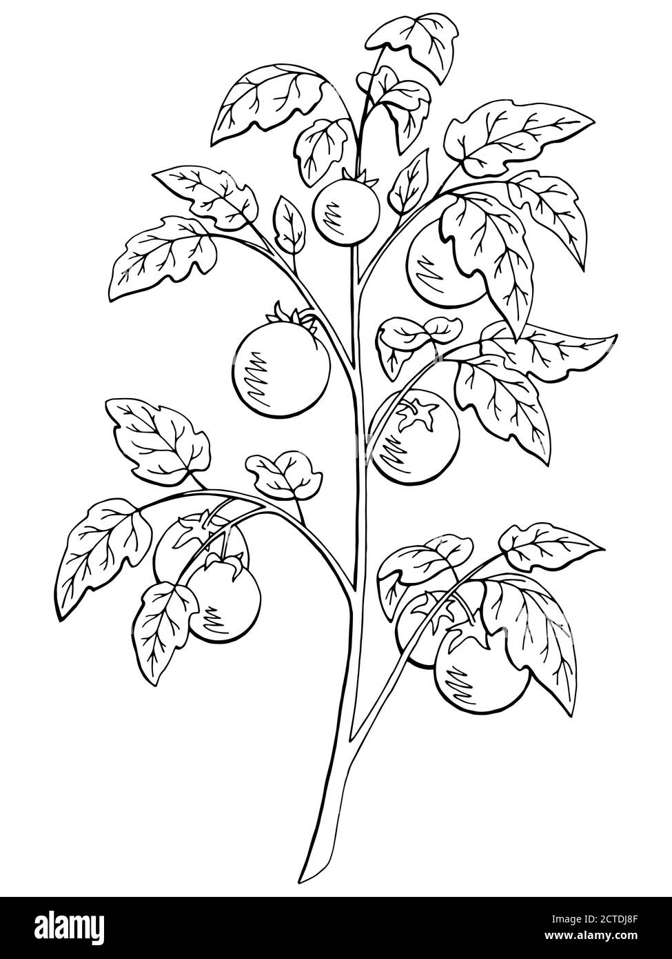 tomato leaf drawing