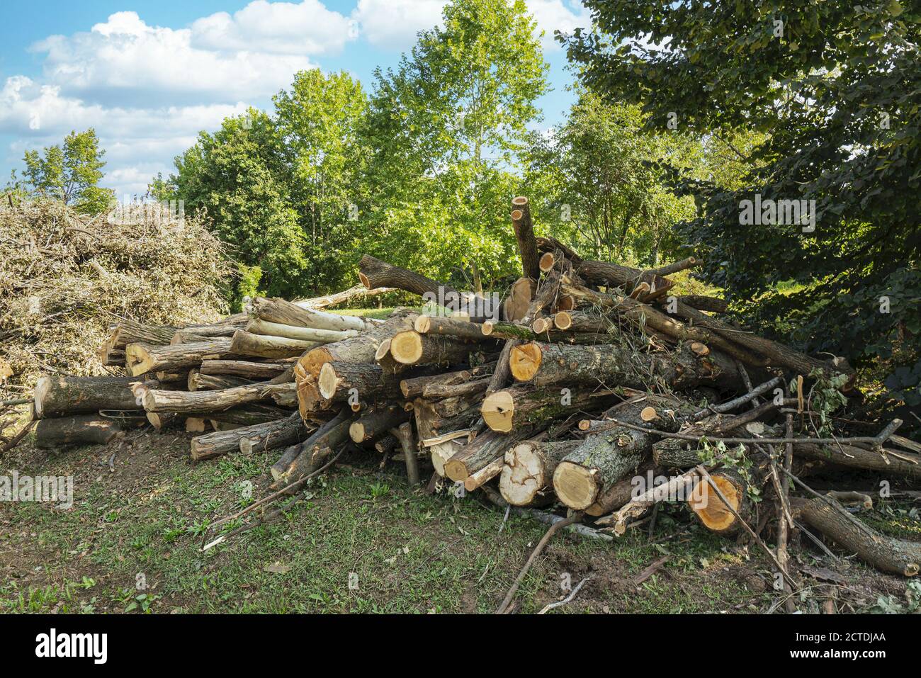 some cut tree trunks stacked in a park Stock Photo Alamy