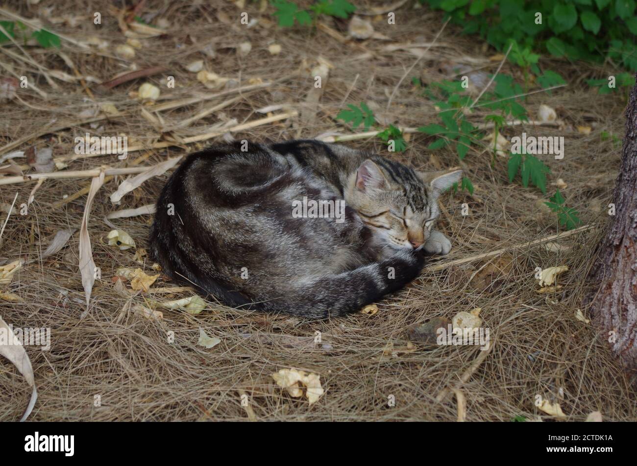A tabby cat resting on the ground Stock Photo - Alamy