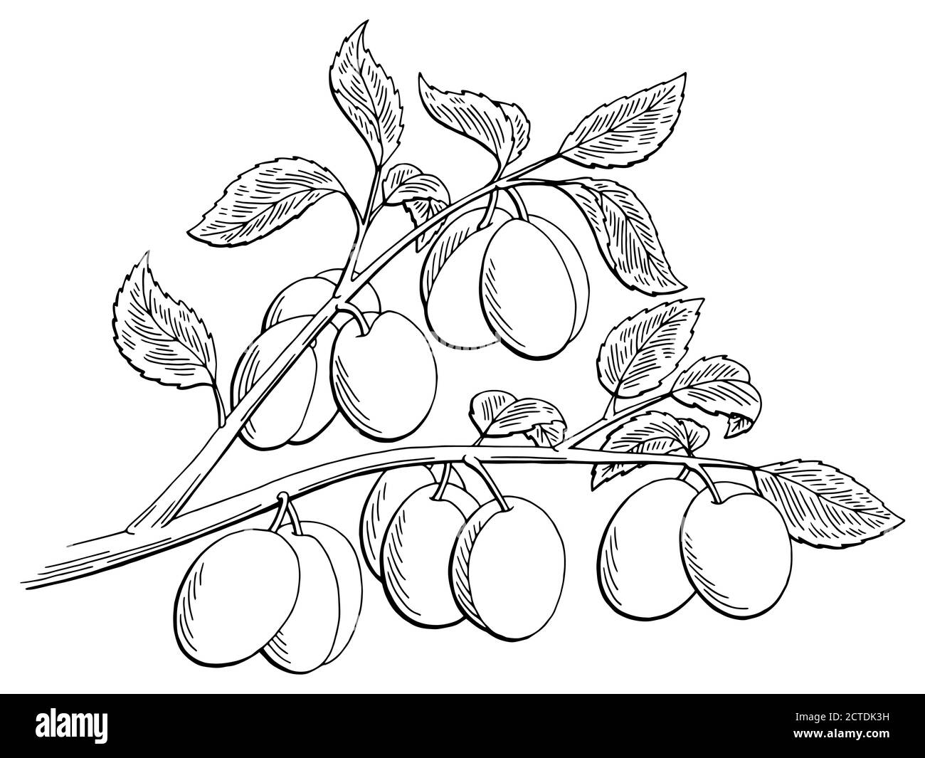 Plums graphic tree black white isolated sketch illustration vector