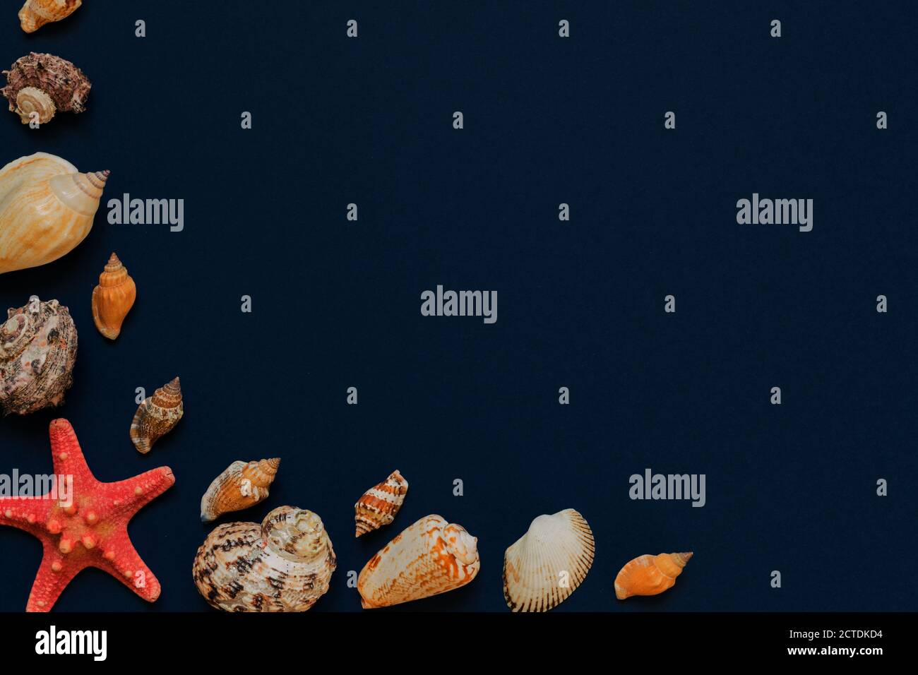Sea shells and starfish on navy blue background with copy space. summer ...