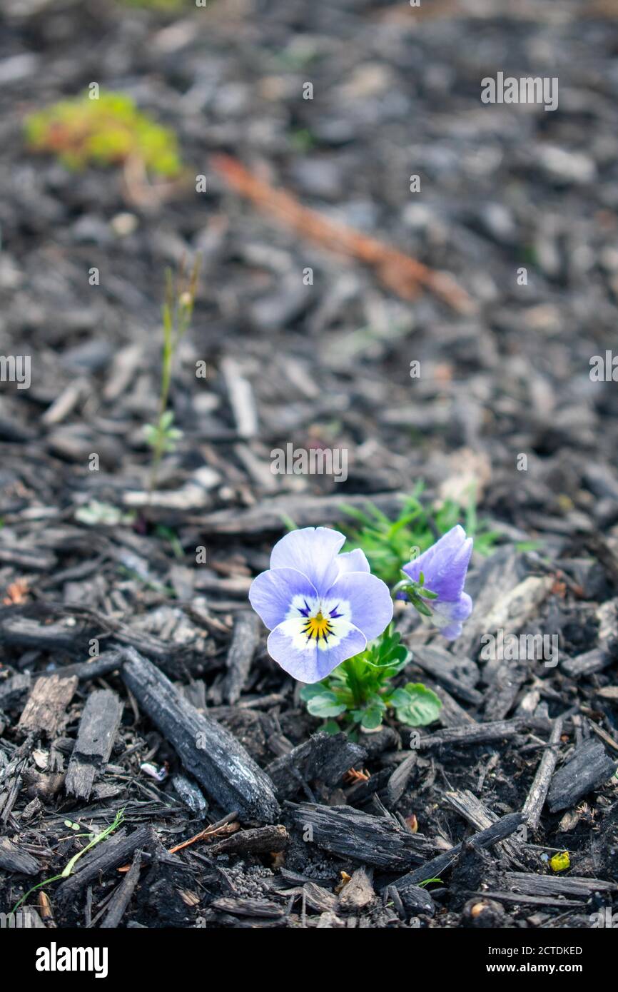 A Close Up Shot of Small Light Blue Flowers Sitting in a Bed of Black Mulch Stock Photo