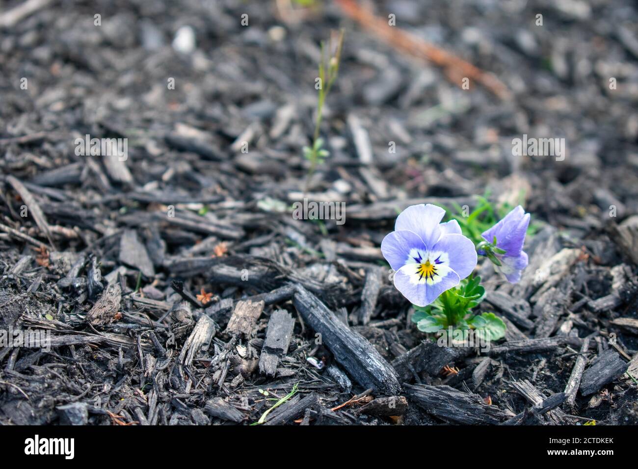 A Close Up Shot of Small Light Blue Flowers Sitting in a Bed of Black Mulch Stock Photo