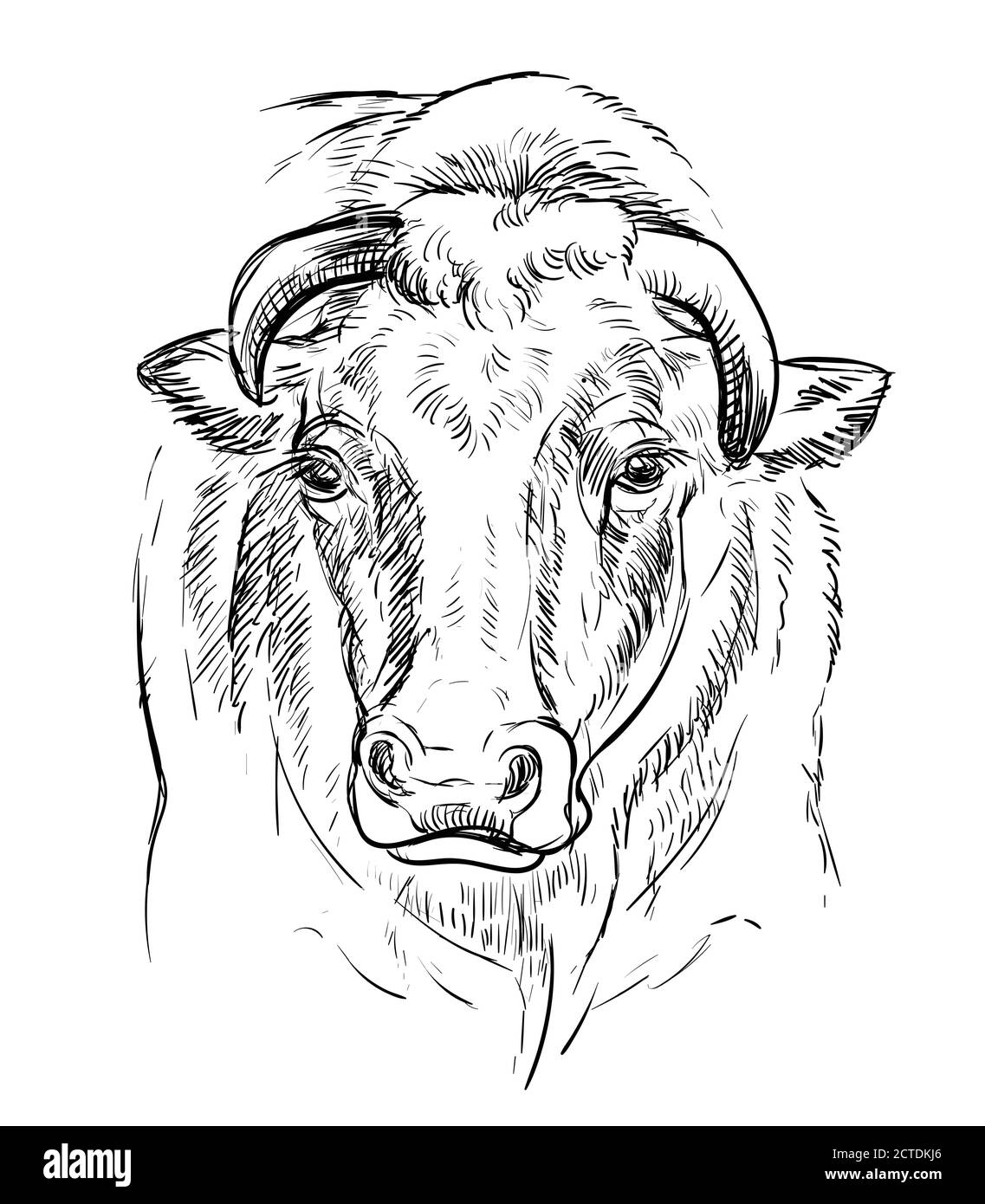 Monochrome powerful head of bull sketch hand drawn vector illustration