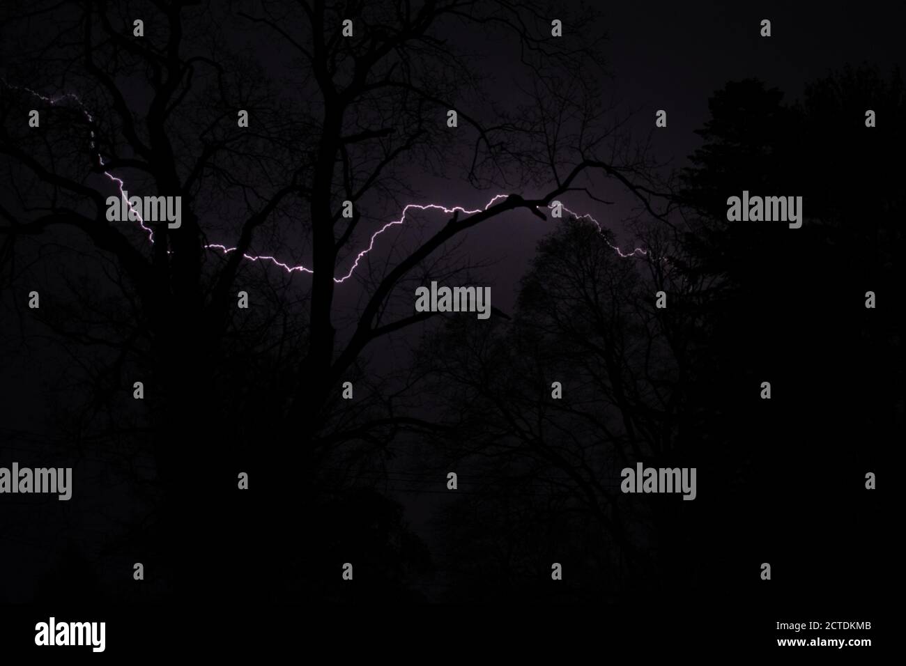 A Purple Lightning Strike Behind Silhouetted Trees Stock Photo