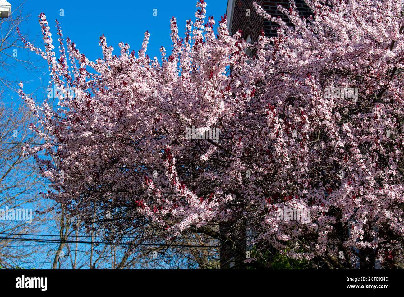 A Pink and White Cherry Blossom Tree on a Clear Blue Sky Stock Photo