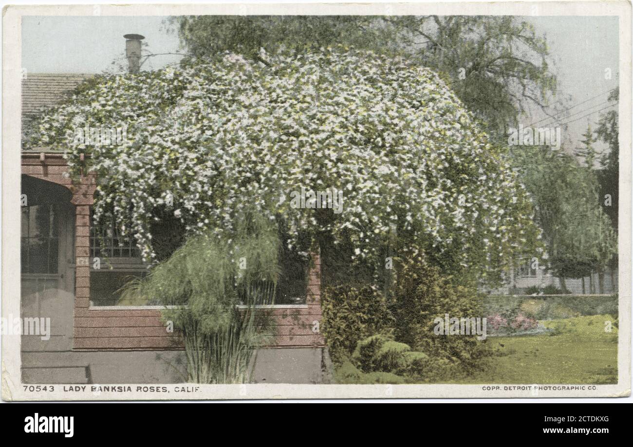 Lady Banksia Roses, California, still image, Postcards, 1898 - 1931 Stock Photo