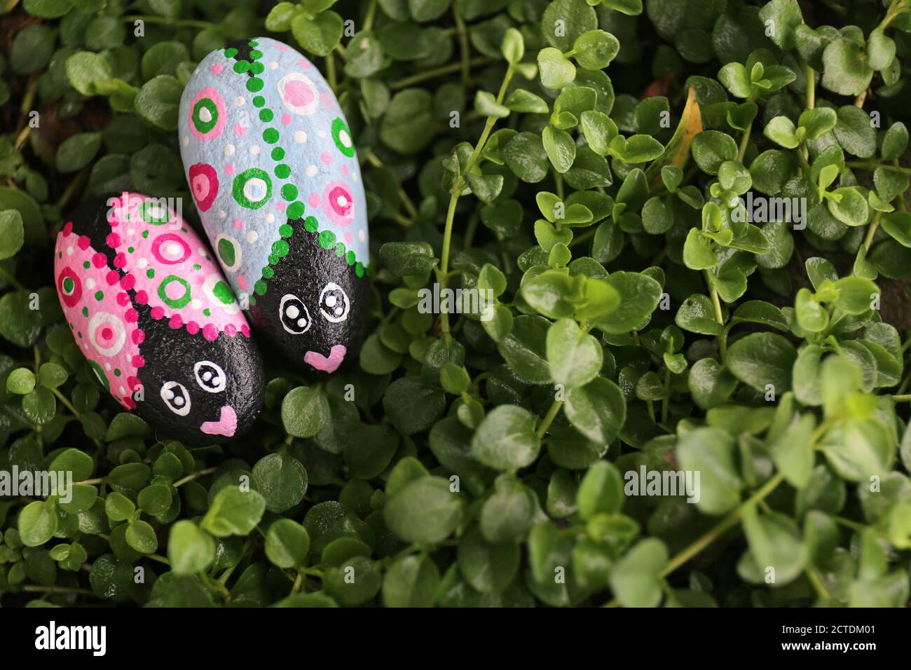 A couple of cute painted love bug painted rocks are sitting on a lush  background of green Creeping Thyme Plant Stock Photo - Alamy