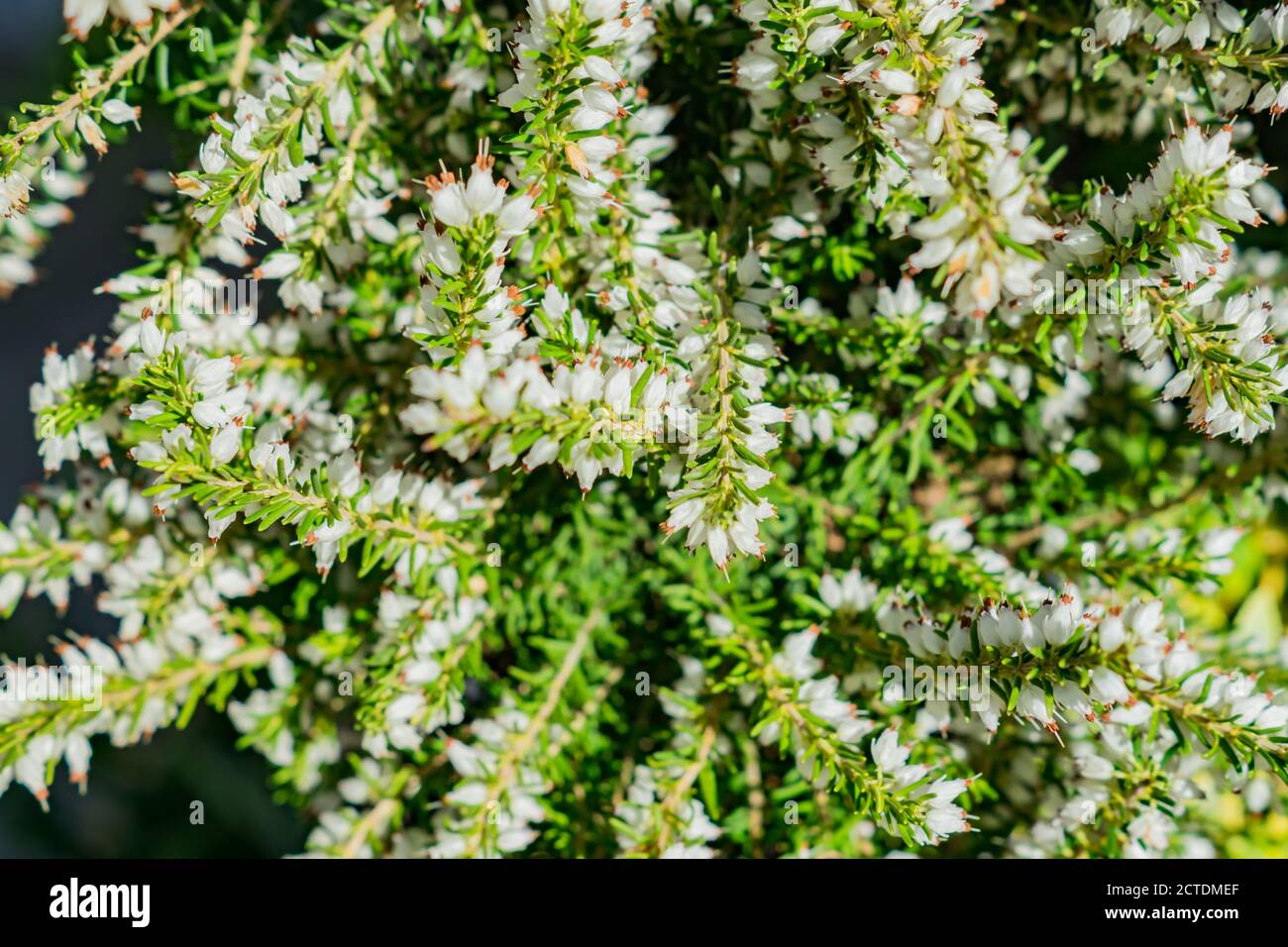 Erica darleyensis - one of the first spring plants. White heather flowers backgrpund Stock Photo
