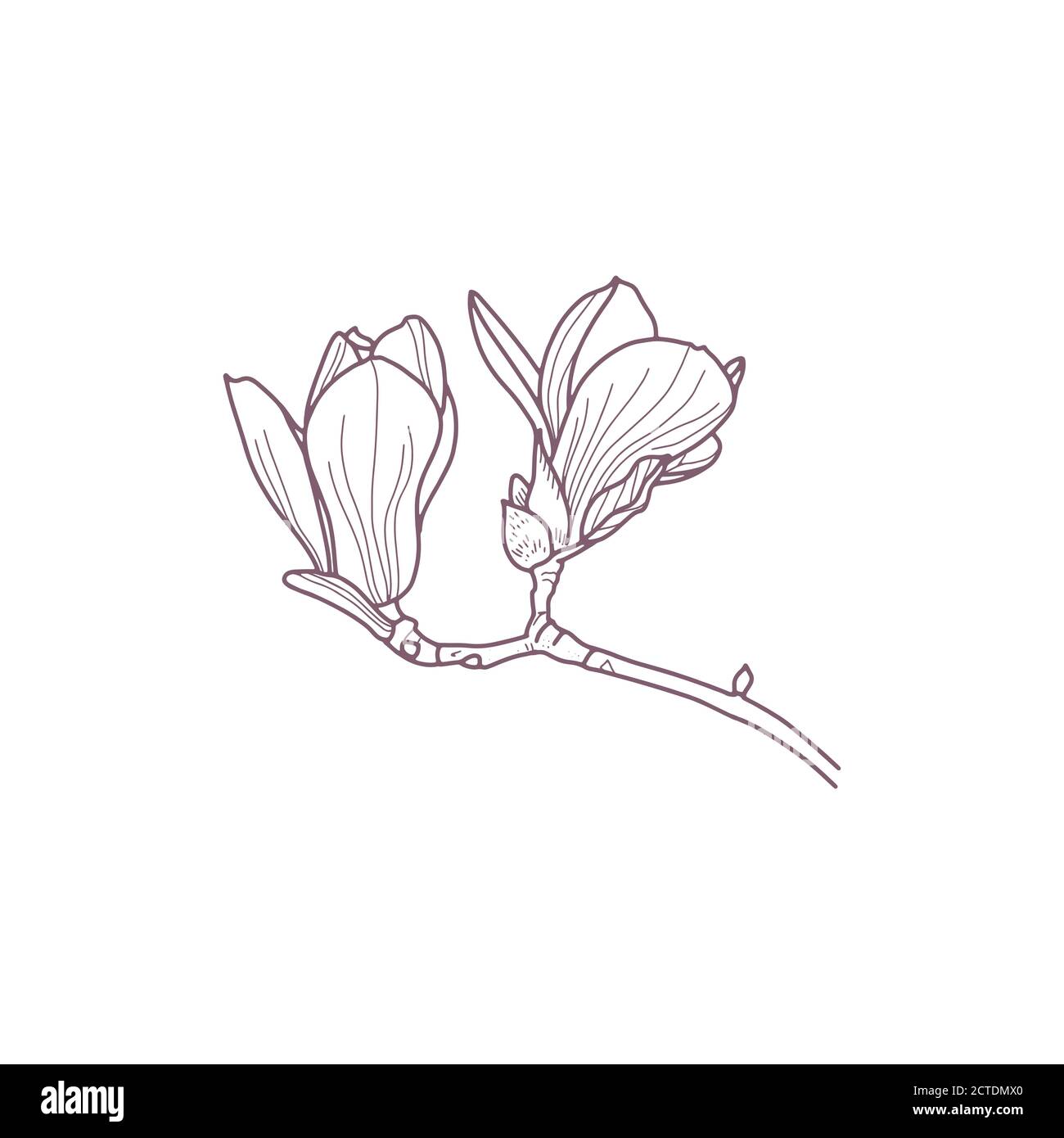 Hand drawn magnolia flowers for greeting or wedding card Stock Vector ...