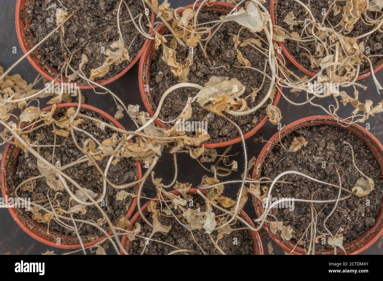 Wilted yellow leaves of dead plants (Mustard seedlings). For plant
