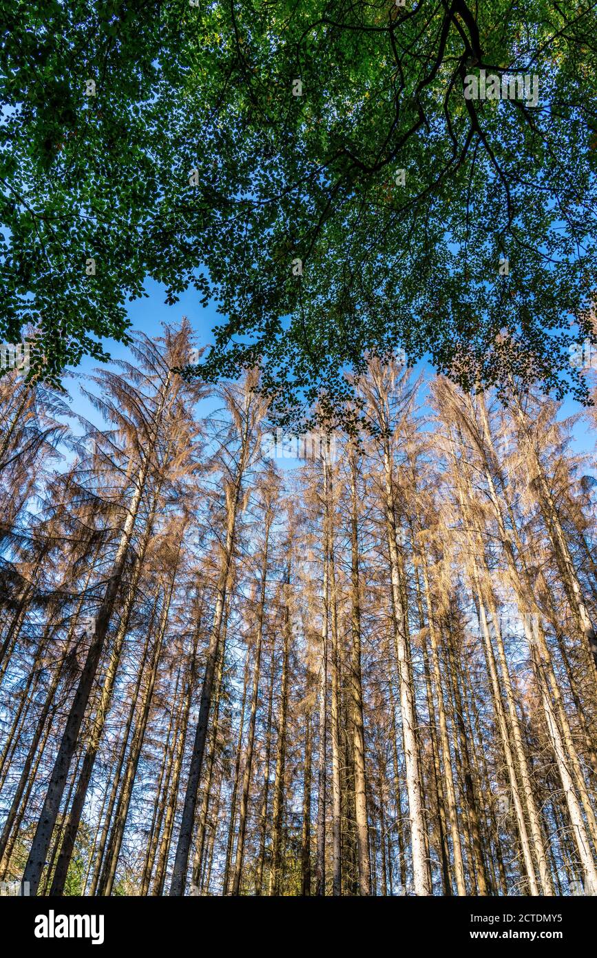 Waldsterben im Arnsberger Wald, nördliches Sauerland, abgestorbene Fichten Bäume, intakte Buchen Bäume, NRW, Deutschland, Stock Photo