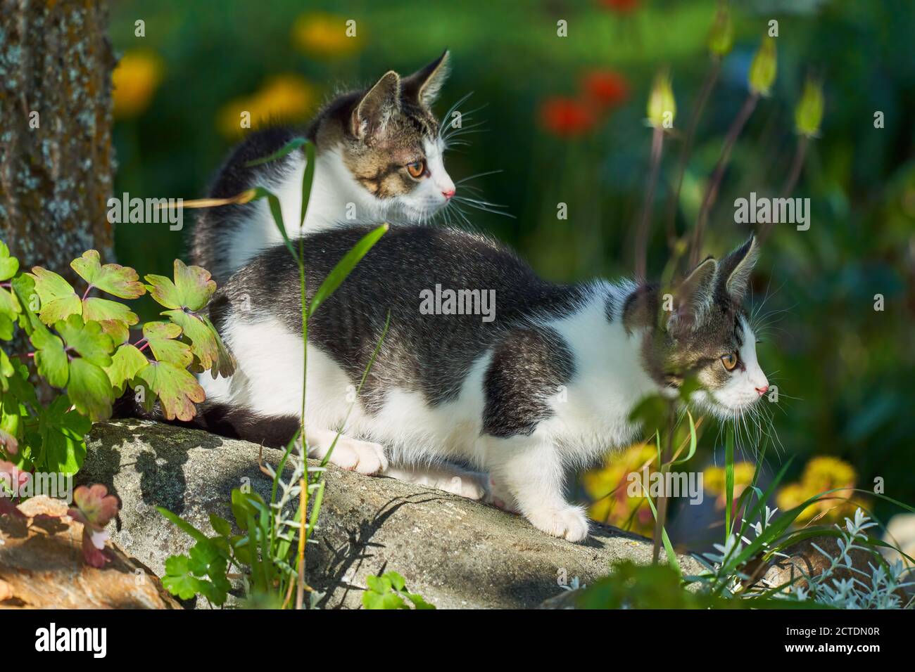 Two kittens sitting side by side hi-res stock photography and images ...