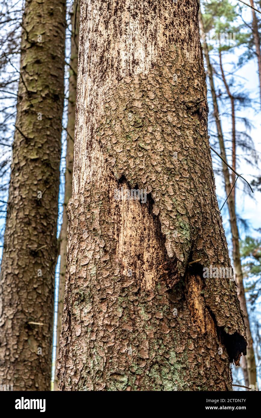 Forest dieback in the Arnsberg Forest, northern Sauerland, dead spruce trees, traces of the bark beetle, traces of printers, felled deadwood, NRW, Ger Stock Photo