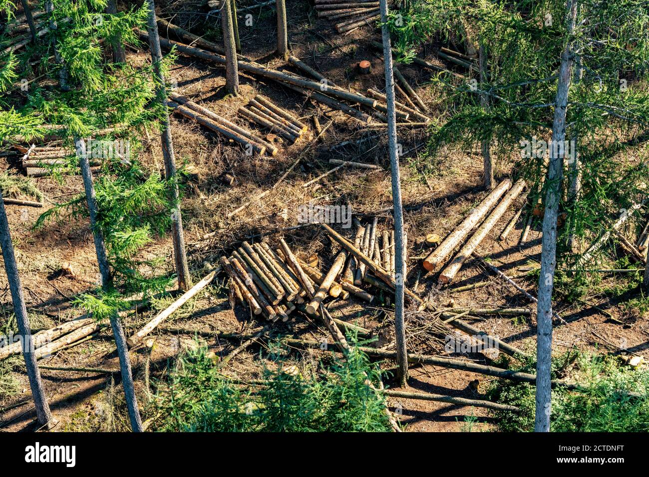 Waldsterben Im Arnsberger Wald N rdliches Sauerland Abgestorbene waldsterben-im-arnsberger-wald-n-rdliches-sauerland-abgestorbene