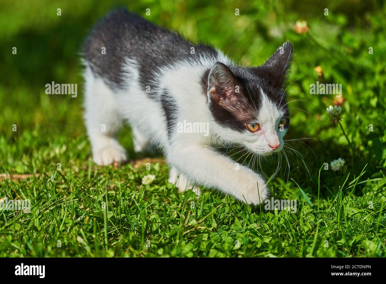 Close-up of a kitten sneaking through the garden Stock Photo