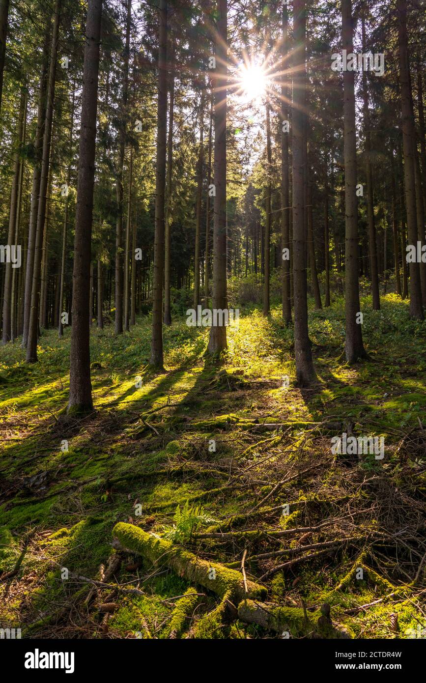 Dense spruce forest, in the Hochsauerlandkreis, near Altastenberg, Sauerland, NRW, Germany Stock Photo