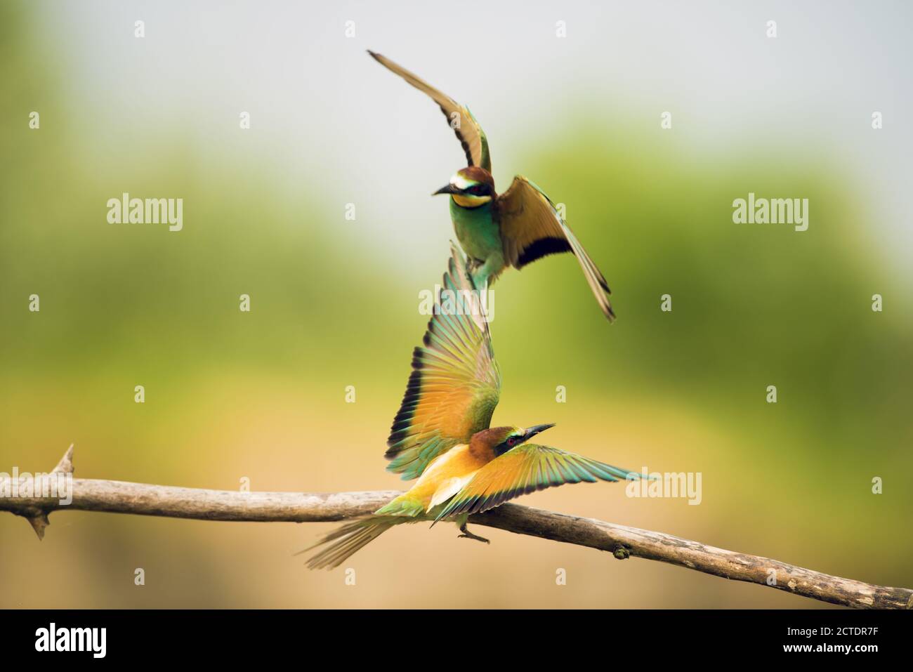Merops apiaster, European bee-eaters are seriously debating the best site to build their nest. Stock Photo