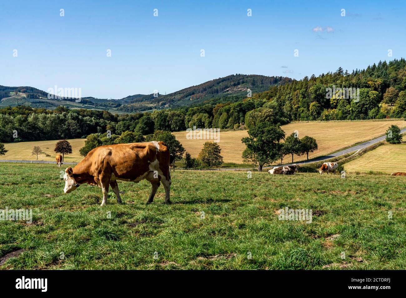 Cattle pasture near the village of Gevelinghausen, Dairy cows grazing on a meadow, Landscape in Sauerland, Hochsauerlandkreis, NRW, Germany Stock Photo