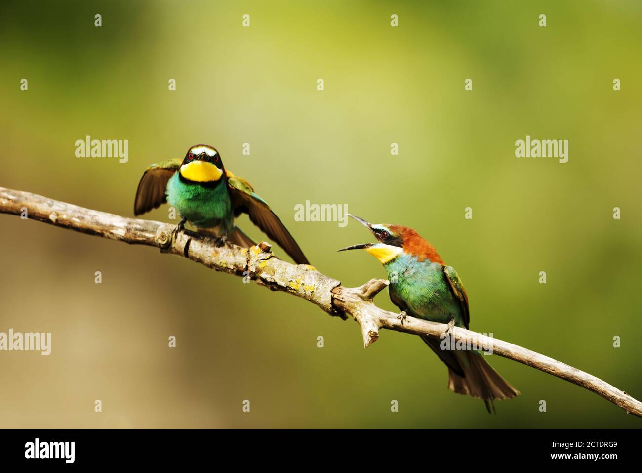 Merops apiaster, European bee-eaters are seriously debating the best site to build their nest. Stock Photo