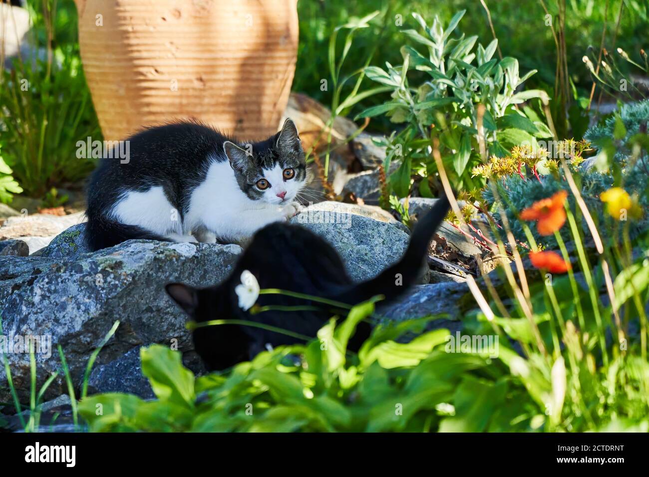 cute little kitten is sitting in the garden and watching his black sibling with a curious look Stock Photo