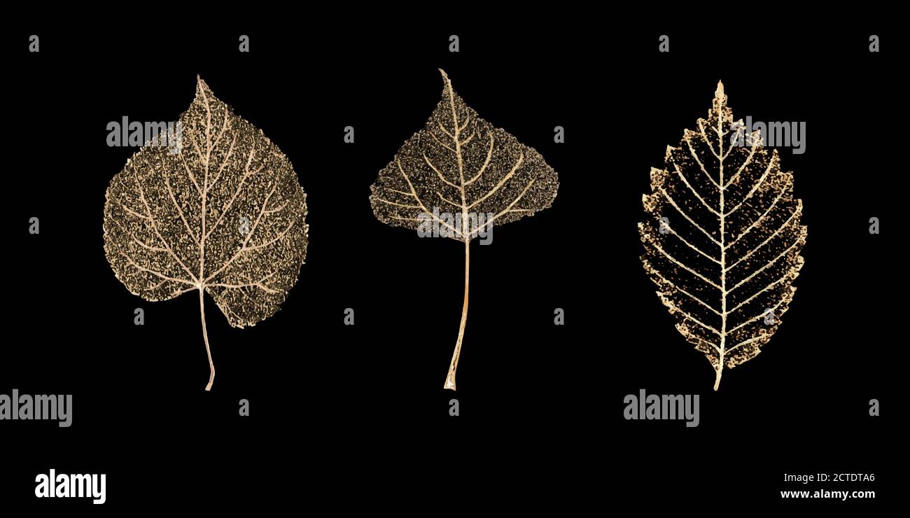 Leaf Skeleton Vector High Resolution Stock Photography And Images Alamy