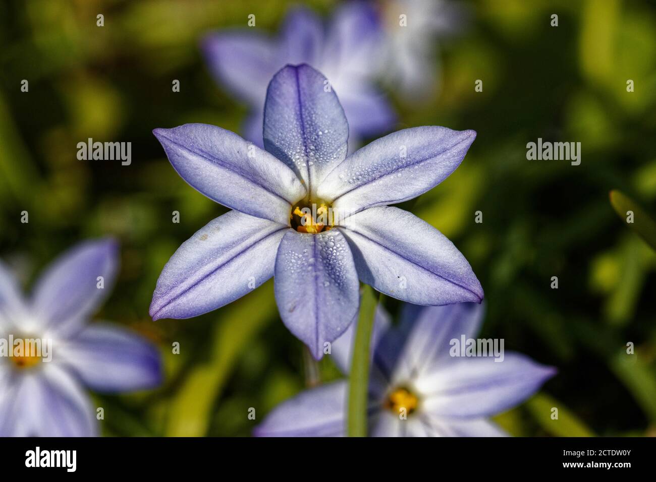 Ipheion uniflorum is a species of flowering plant, related to the onions, so is placed in the allium subfamily (Allioideae) of the Amaryllidaceae. Stock Photo