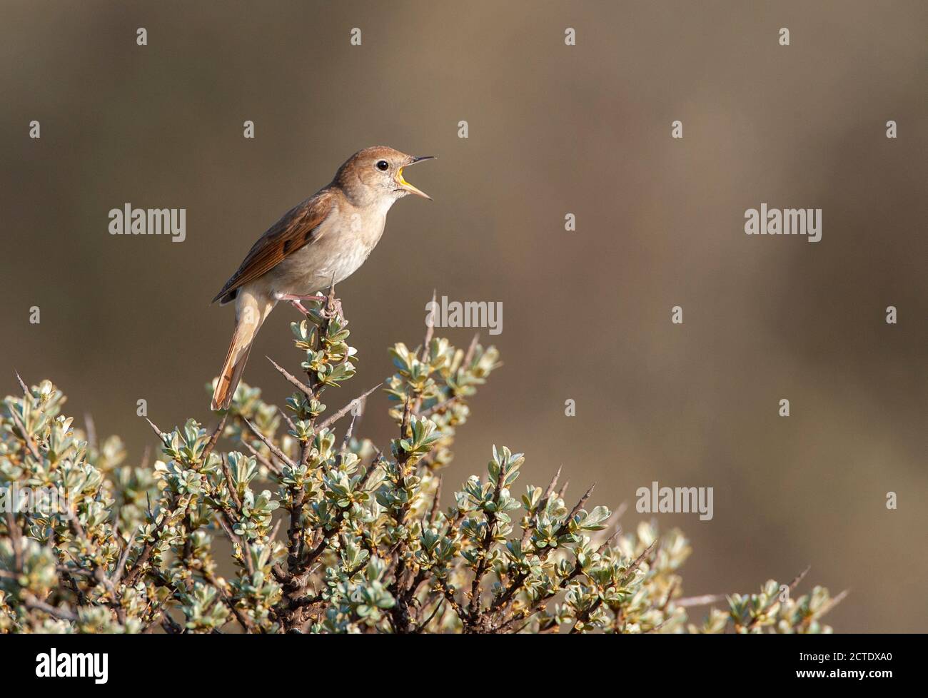 nightingale (Luscinia megarhynchos), Loud singing male in coastal dunes, songpost on top of a thorny bush, Netherlands, Berkheide Stock Photo