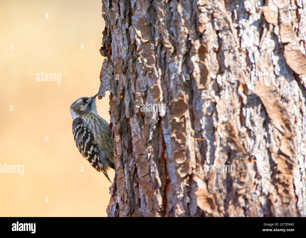 Japanese Pygmy Woodpecker (Yungipicus kizuki), foraging on the side of the trunk of a pine tree, Japan Stock Photo