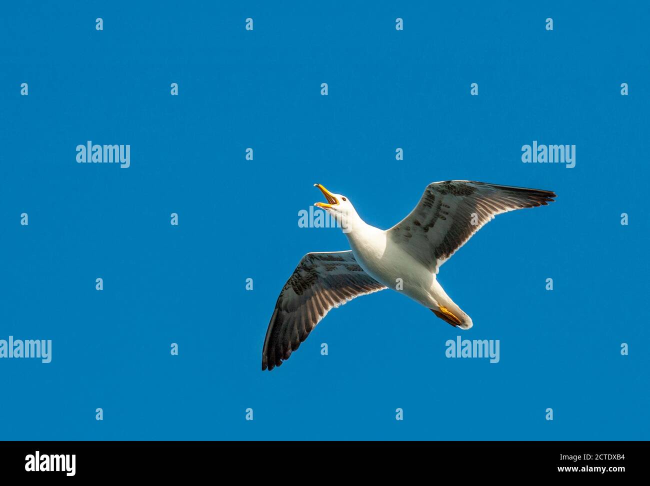 lesser black-backed gull (Larus fuscus), Immature in flight, seen from below, calling loudly, Netherlands, Texel Stock Photo