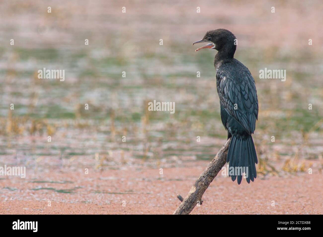 javanese cormorant (Phalacrocorax niger, Microcarbo niger), Adult perched on a branch, India Stock Photo