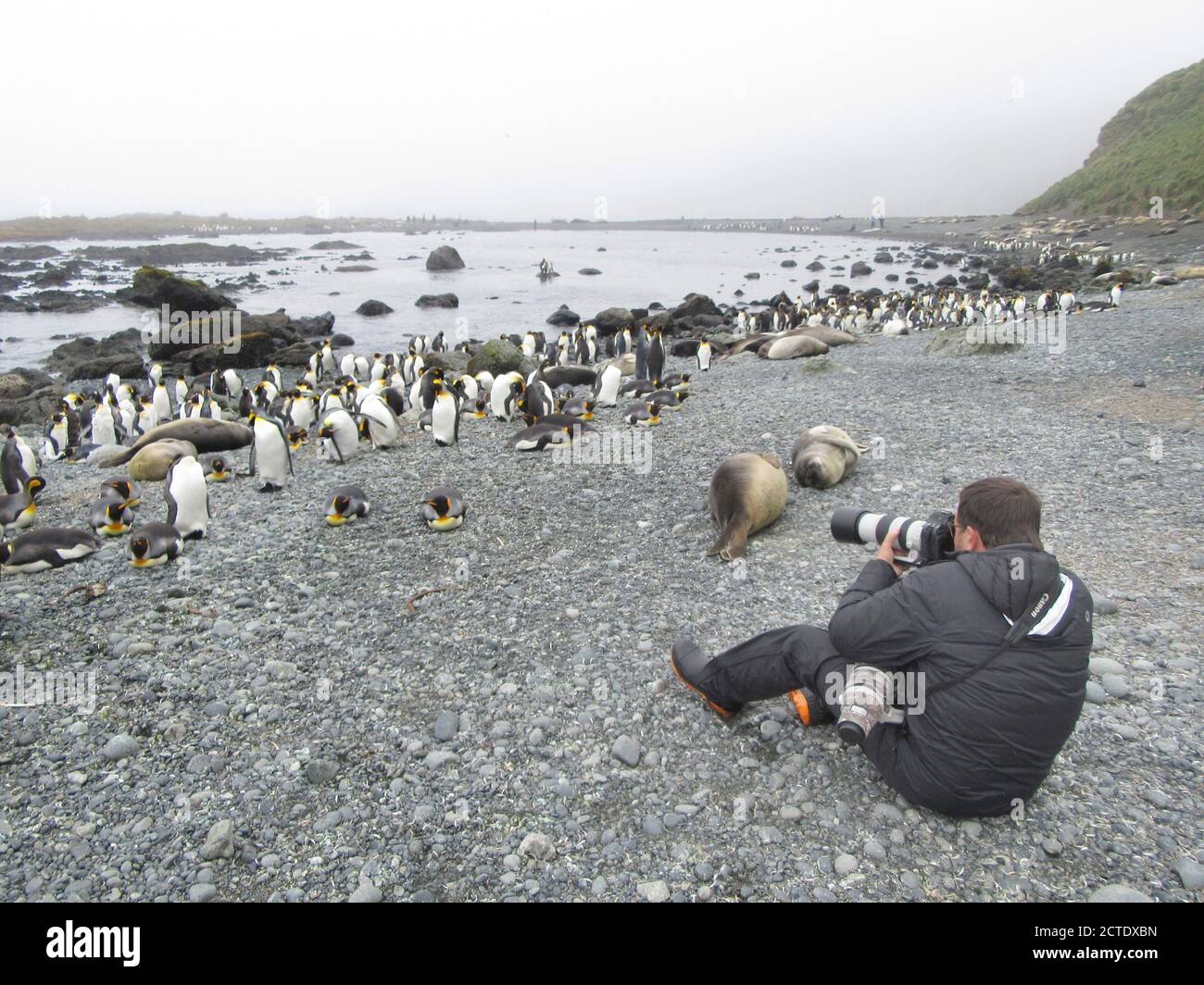 king penguin (Aptenodytes patagonicus halli), Wildlife photographer