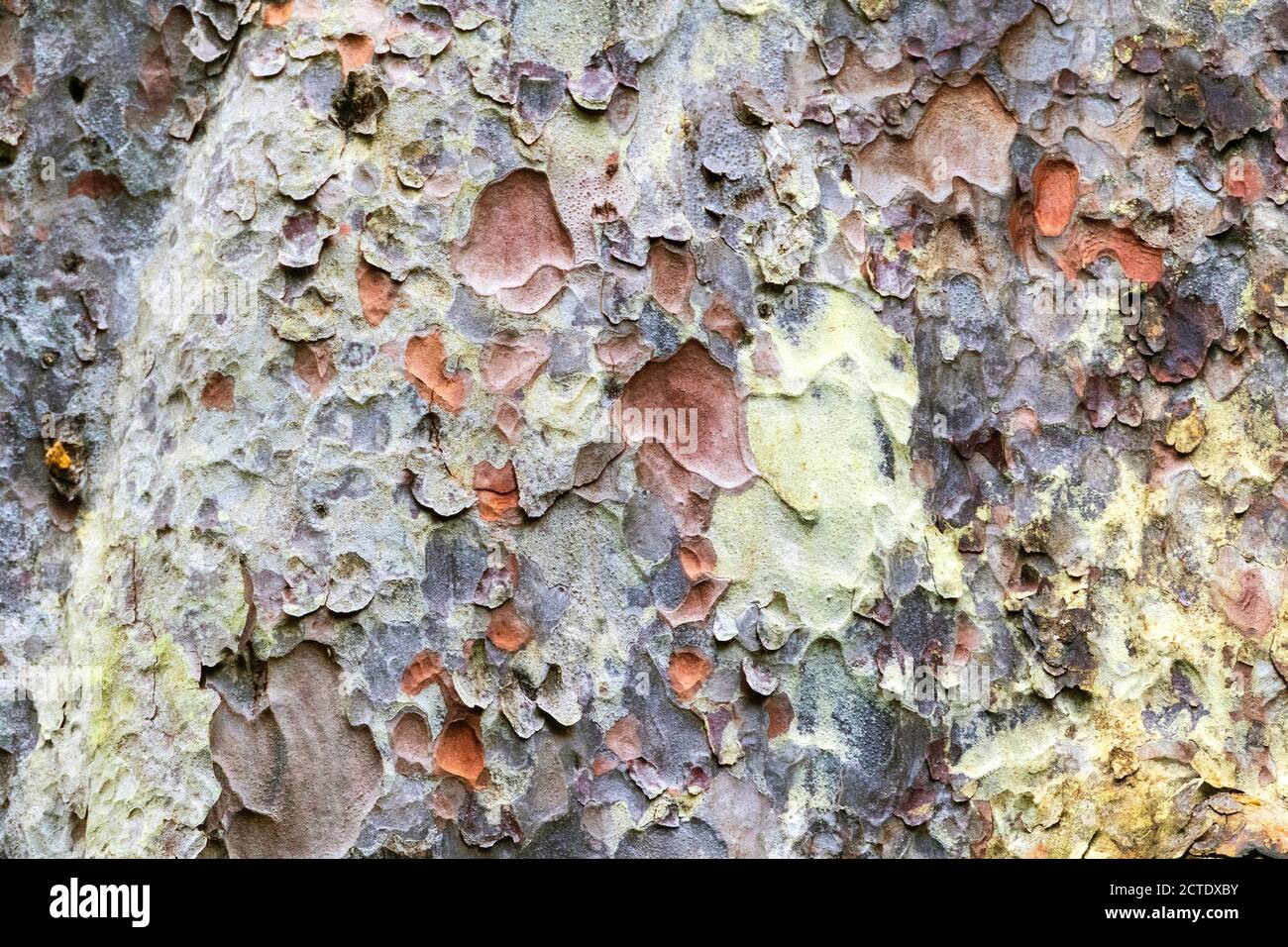Kauri Pine (Agathis australis), lichens at tree trunk, New Zealand, Northern Island, Waipoua Forest Stock Photo